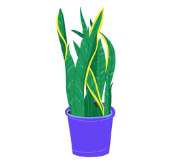 "espada de sao jorge" plant transparent background