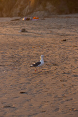 seagull on the sea