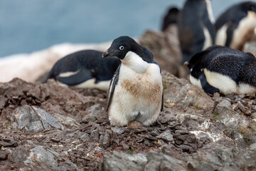 Naklejka premium An Adelie Penguin holds an egg in their feet in Antarctica