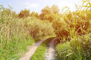Landscape on the way in the marsh field. Dry dirt road between swamp lake