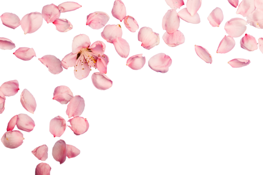 Flowers composition. Pink flowers on the background.