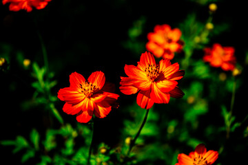 Beautiful Gemitir Orange Flowers in the Park