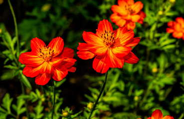 Beautiful Gemitir Orange Flowers in the Park
