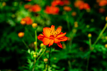 Beautiful Gemitir Orange Flowers in the Park