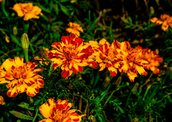 Beautiful Gemitir Orange Flowers in the Park