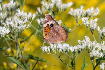 A buckeye butterfly pollinating a white flower.