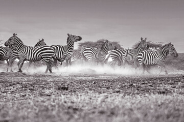 Zebras (Equus quagga) fighting near a water hole - Kenya	