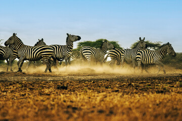 Zebras (Equus quagga) fighting near a water hole - Kenya	