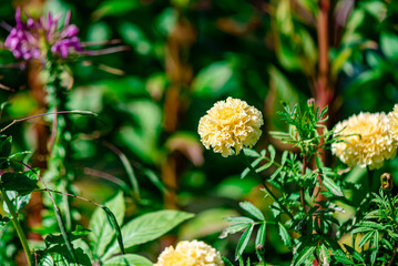 Yellow Marigold Flowers in the Park