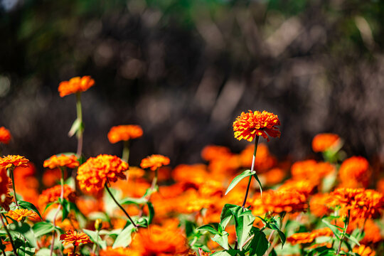 Beautiful Gemitir Orange Flowers in the Park