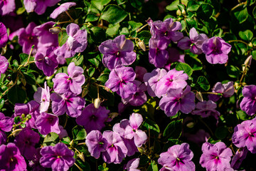 Purple Phlox Plant in the Park