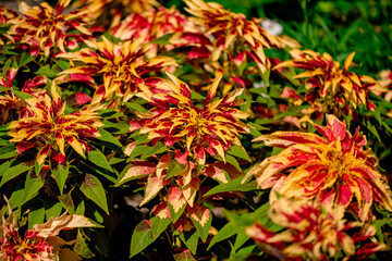 Amaranthus Tricolor Fountain Plant or Christmas tree in the Park