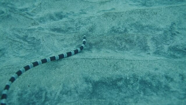 Myrichthys Colubrinus - Banded Snake Eel, Ringed Snake Eel Swims Close to the Sandy Bottom Foraging for Food, slow motion.