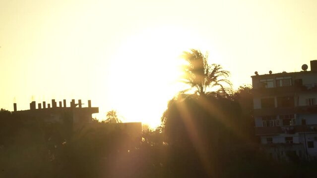 Rare shot of Sun and Palm Tree at Sunset