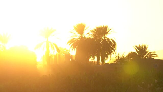 Rare shot of Sunset, Palms and Farms in Nile River, Edfu Egypt