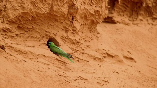 Blue-cheeked bee-eater or Merops persicus. 4K slow motion 120 fps