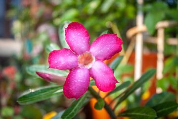 Naklejka na ściany i meble Adenium pink in full bloom in my garden in Thailand