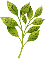 Vector illustration of green leaves against background Minimalist vector logo of fresh green leaves of lemon tree against white background