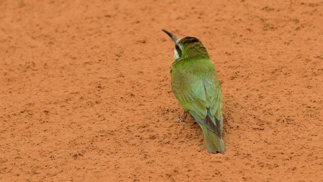 Blue-cheeked bee-eater or Merops persicus. 4K slow motion 120 fps