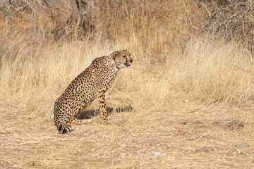 cheetah in the African savannah waiting for prey Namibia.