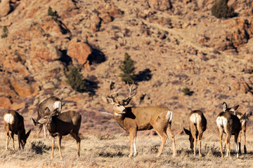 Naklejka na ściany i meble A mule deer buck keeps guard over his harem.