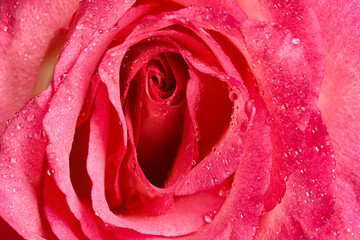 Erotic metaphor. Rose bud with petals and water drops resembling vulva. Beautiful flower as background, closeup - obrazy, fototapety, plakaty