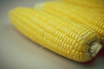 Raw organic fresh yellow corn on cobs. Close up