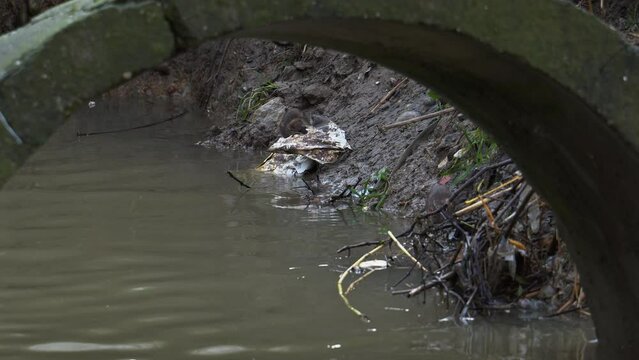 Rats searching food on dirty drainage canal on garbage near polluted water collector