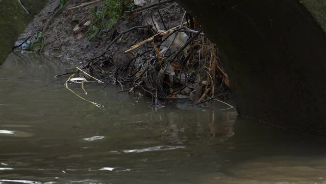 Rat feeds on dumping bilge water drainage of the canal with polluted water and garbage