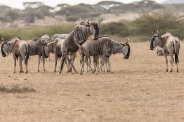 Fototapeta na wymiar A wildebeest, also called the gnu, mating, Kenya.