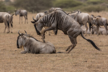 A wildebeest, also called the gnu, mating, Kenya.