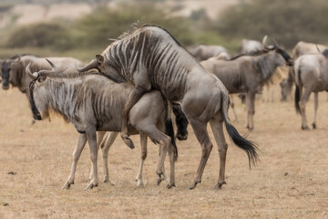 Fototapeta na wymiar A wildebeest, also called the gnu, mating, Kenya.
