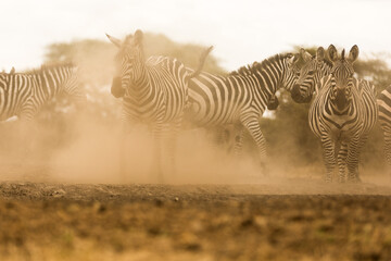 Fototapeta na wymiar Zebras (Equus quagga) fighting near a water hole - Kenya Dust.
