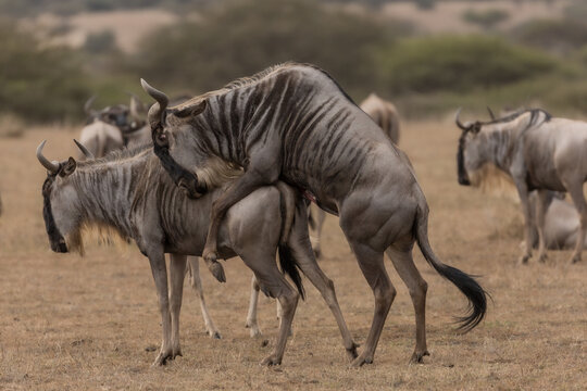 A wildebeest, also called the gnu, mating, Kenya.