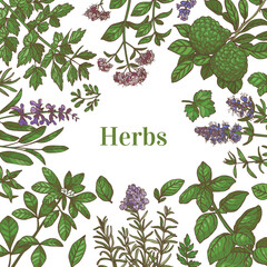 Color Template with Herbs in Hand-Drawn Style