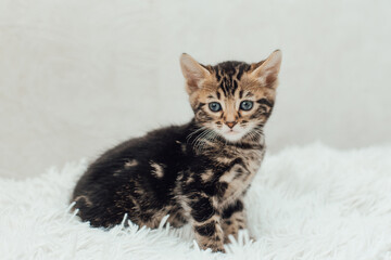 Little marble bengal kitten on the white fury blanket