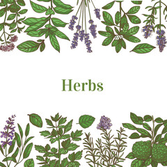 Color Template with Herbs in Hand-Drawn Style
