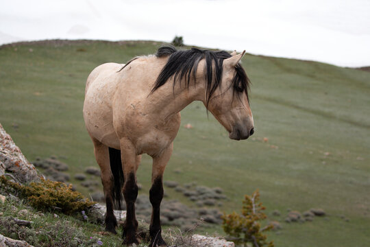 Wild horse near spring snowfield - Buckskin stallion in the Pryor Mountain Wild Horse range in the western United States