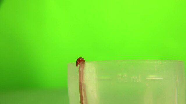 Earthworm emerging from a cup on green background. Closeup the head of an Earth worm. Red worm Dendrobaena isolated. Earthworms live bait for fishing. insects, insect. Bugs, bug. Agriculture, garden