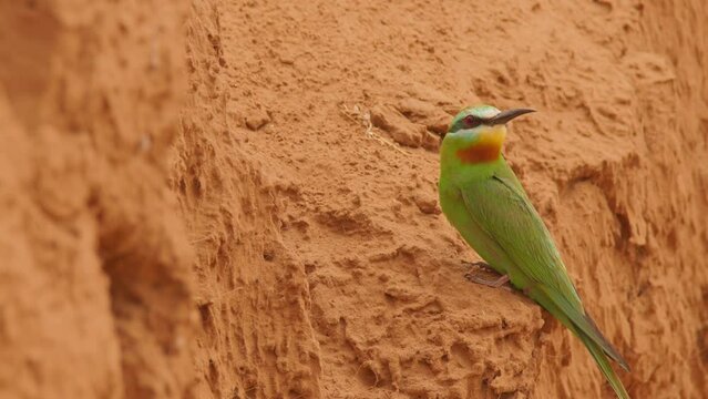 Blue-cheeked bee-eater or Merops persicus. 4K slow motion 120 fps