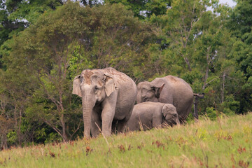 Obraz premium Asian Elephants 