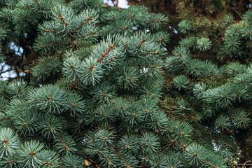Branches of a Christmas tree. Background of fir branches. Background of a Christmas tree. Background of branches of a Christmas tree. The texture of green spruce branches. 