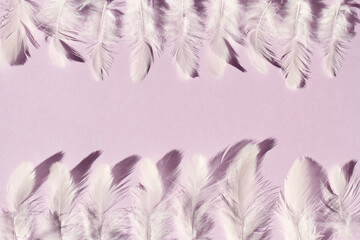 feathers on purple background
