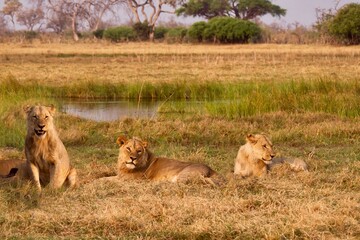 Three young lion (Panthera leo) brothers who are still growing their manes, relax beside a water hole in Botswana.