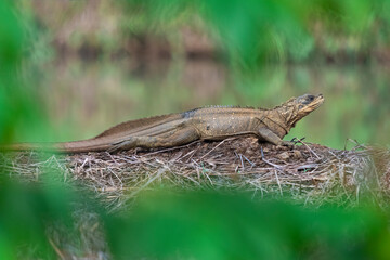 full body view of amboina sail-finned lizard (hydrosaurus amboiensis) or water lizard waiting on the river