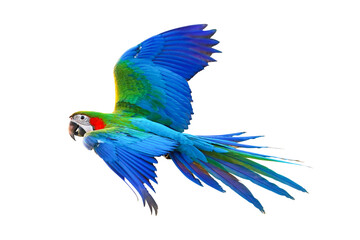 Colorful Harlequin macaw flying isolated on transparent background png file