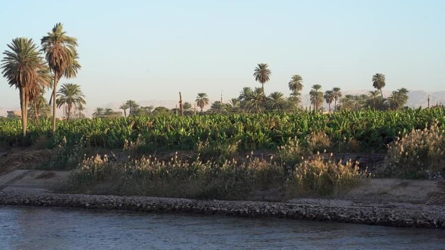 Banana Farms and Marshes along Nile River in Upper Egypt