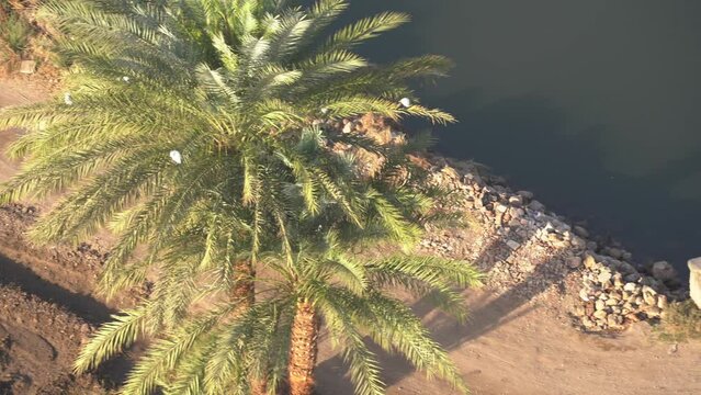 Aerial View of Farmer and Donkey in Farm along Nile Banks