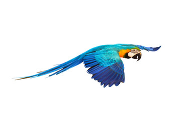 Colorful Catalina parrot flying isolated on transparent background png file