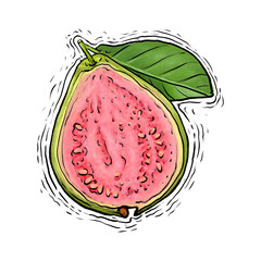 Guava fruit drawing illustration